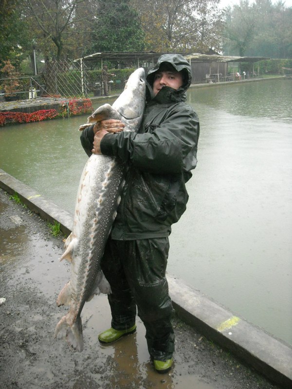 Carpa